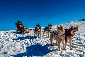 dogsledding-husky-adventure-camping-snowmobile-hudiksvall-aurora-lappland